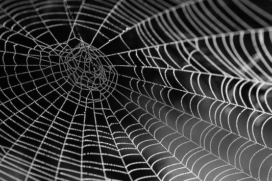 Edderkopmiddel -  miljøvenlig edderkop fjerner
